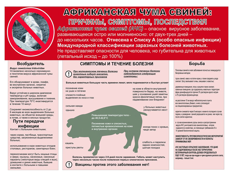 Памятка населению Африканская чума свиней